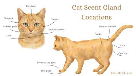The Scent Marking Problem