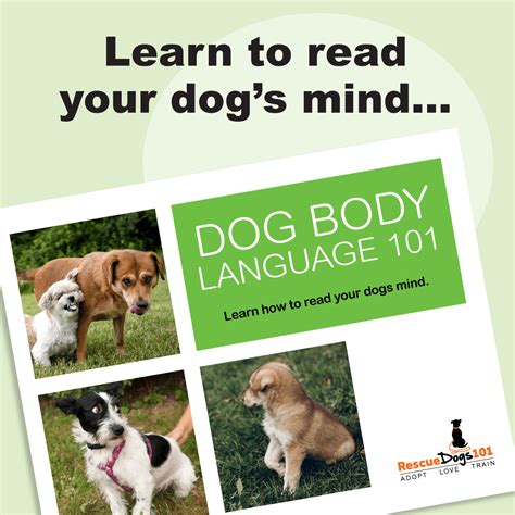 The Science Behind "Dog Texts": Body Language 101