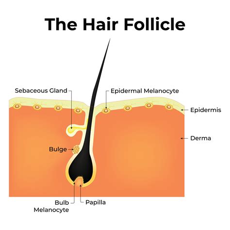 The Science Behind Hair Follicle Multiplication