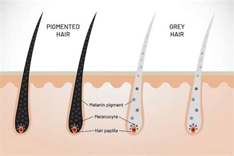 The Science Behind Hair Pigmentation