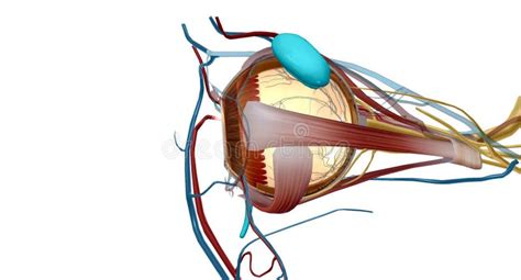 The Science Behind Tear Production