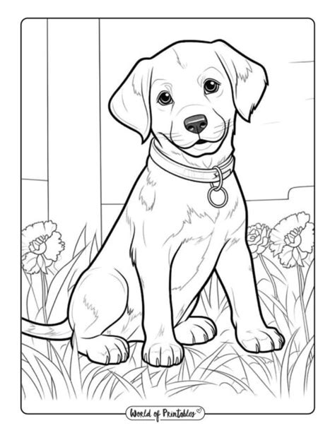 The Science Behind Yellow Lab Coloring: Understanding the Genes