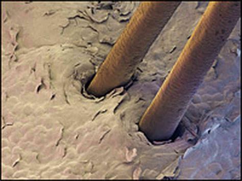 The Science of Curls: A Microscopic View 