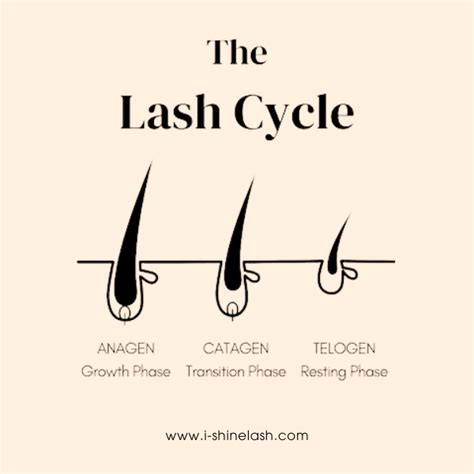 The Science of Lash Growth Cycles
