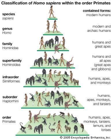 The Scientific Study of Human-Like Animals