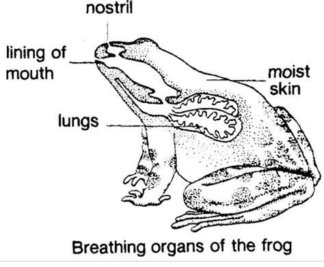 The Secrets of Frog Breathing