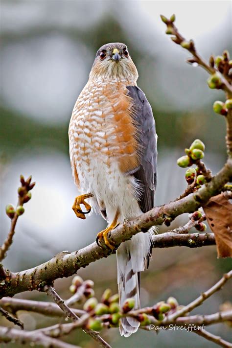 The Sharp-Shinned Hawk
