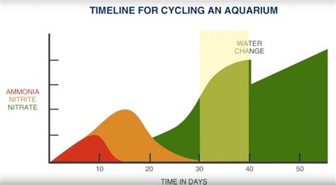 The Short Cycle Conundrum