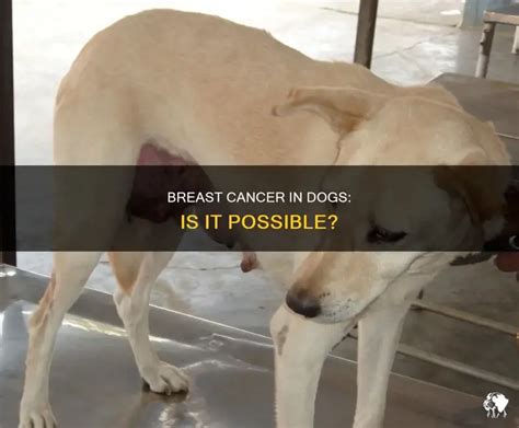 The Simple Answer: Yes, Dogs Can Get Breast Cancer