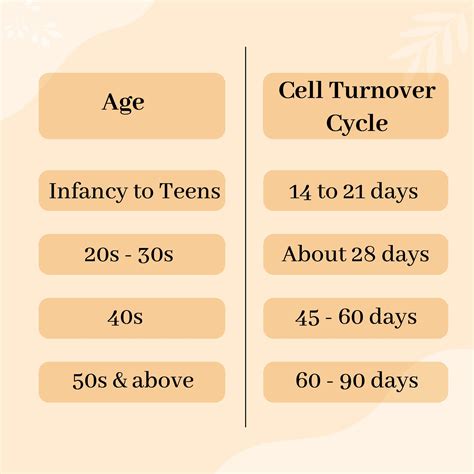 The Skin Cell Turnover Rate