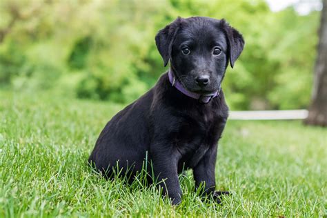 The Sleek Black Lab