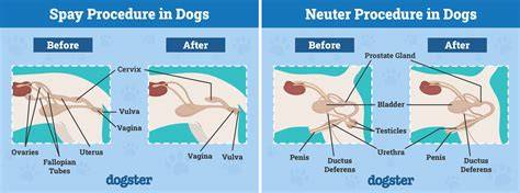 The Spay vs. Neuter Price Difference