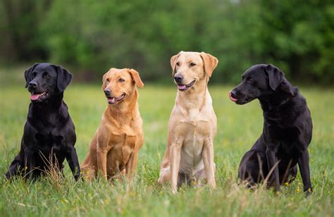 The Standard Labrador Colors Recognized Worldwide