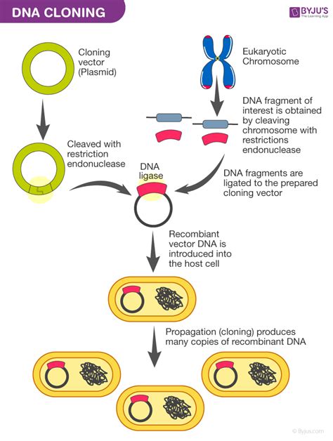 The Step-by-Step Cloning Process: Preparation and Execution