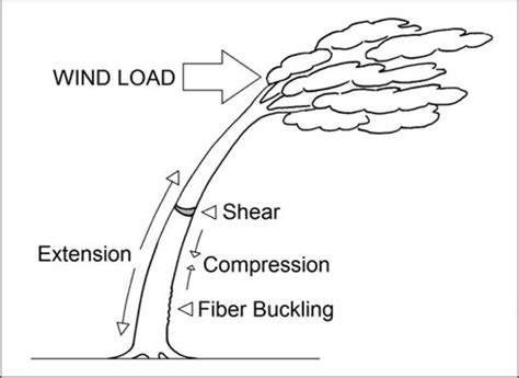 The Strength of Trees