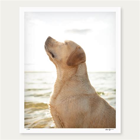 The Sunny Yellow Labrador