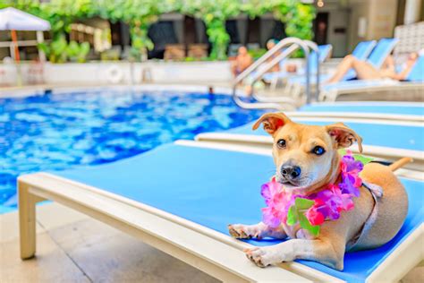 The Surfjack Hotel Honolulu Pet-Friendly