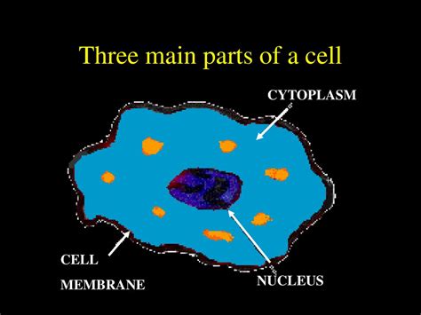 The Three Main Parts