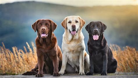 The Three Recognized Labrador Colors