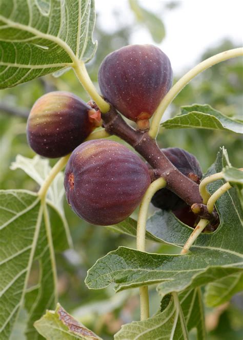 The Thriving Beauty of the Fig Tree Olympian in Your Garden