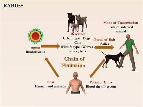 The Transmission Timeline: How Dogs Get Infected