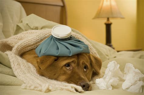 The Two Main Types of Dog Flu