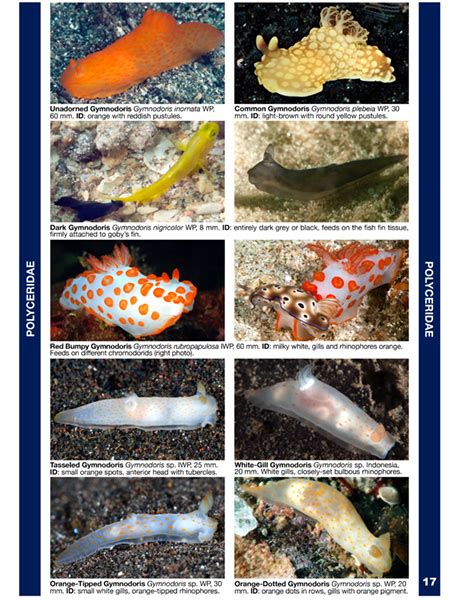 The Ultimate Guide Identifying Nudibranchs by Their Distinctive Features
