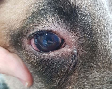 The Urgency Scale for Dog Eye Problems