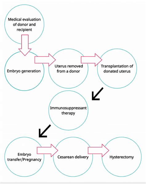 The Uterus Transplant Process Explained