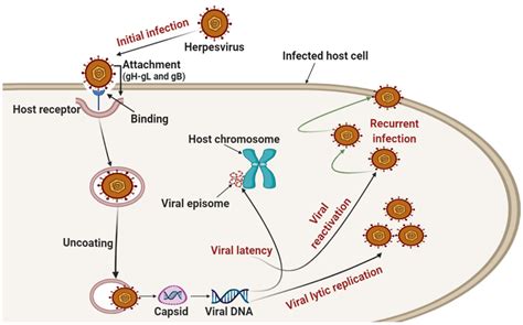 The Viral Reactivation Process: How It Happens