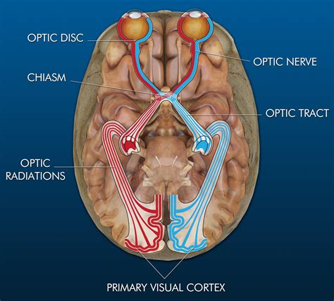 The Visual Pathway and Thalamus Relay