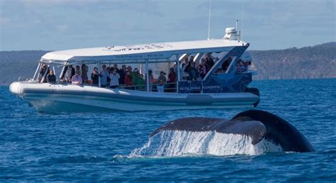 The Ultimate Guide to Whale Watching: Tips and Tricks for an Unforgettable Experience
