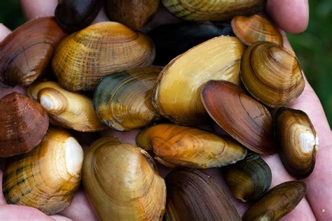 The Yes But of Freshwater Mussels