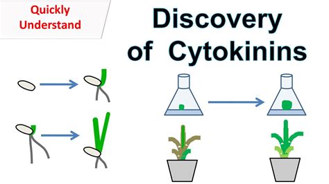 The discovery of cytokinins and its physiological function