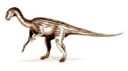 Thecodontosaurus Fossil
