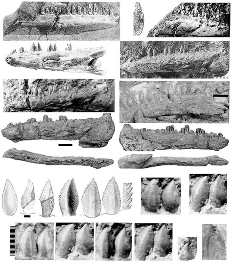 Thecodontosaurus Jaw and Teeth