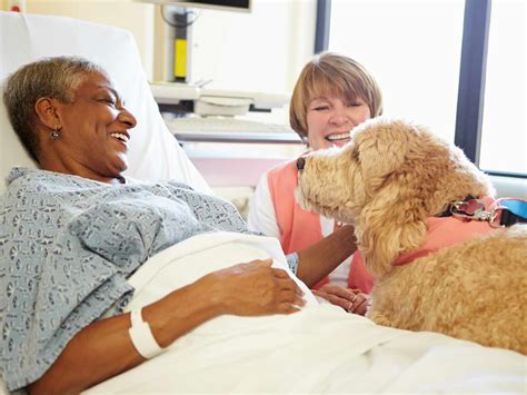 Therapy Dog Hospital Volunteer