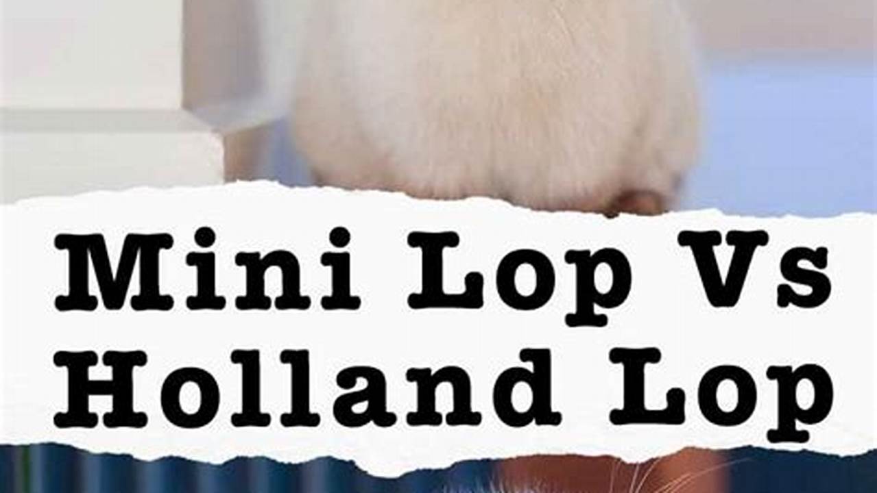 There Is A Common Misconception Between Hollands And Mini Lops., Images