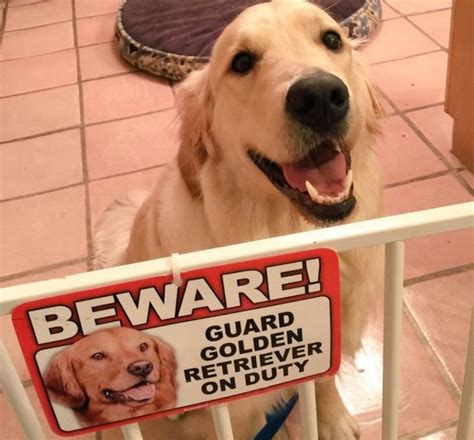 These Guard Dogs Are Not Exactly Fearsome Cute overload BabaMail