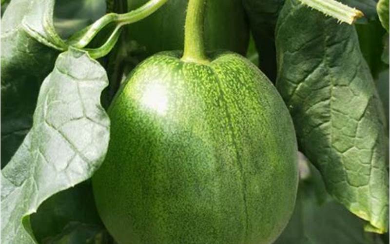 Thin Skinned Melon Future