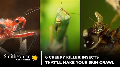 Unsettling Undercurrents: Discovering the Things That Make Your Skin Crawl