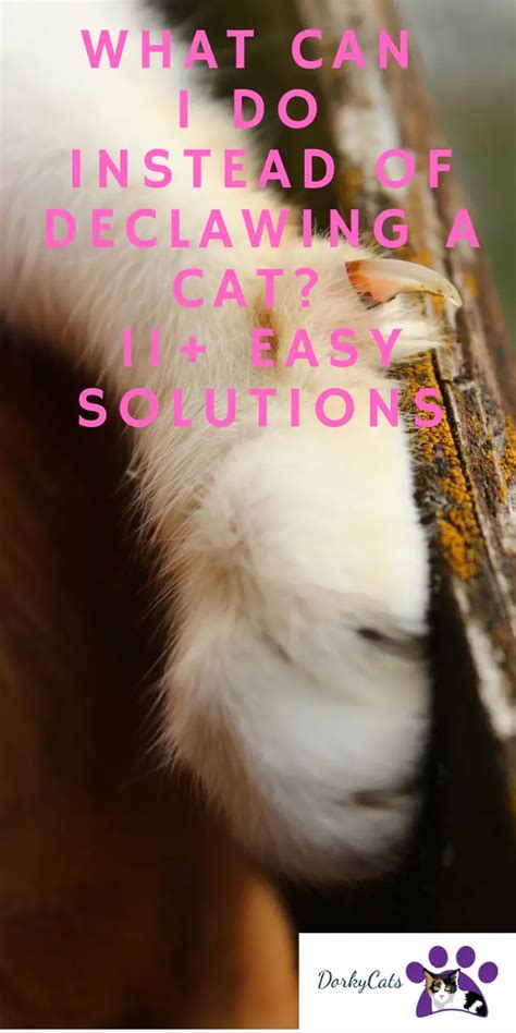 Thinking Beyond Declawing: Alternative Solutions