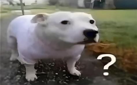 Thinking Dog Meme