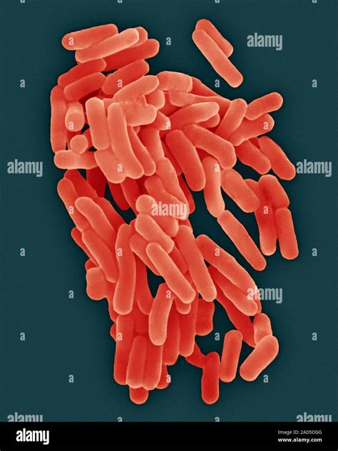Thiobacillus Ferrooxidans