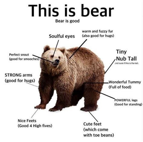 This is un-bear-ably funny