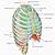 Thorax Human Anatomy