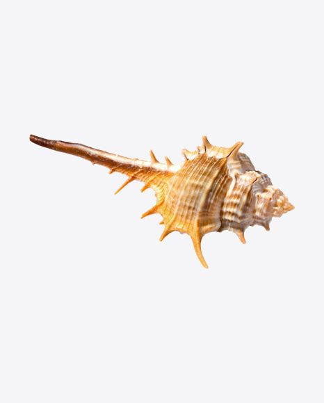 Thorn Conch Seashell 3D PNG