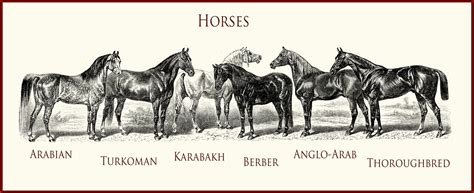 Thoroughbred History