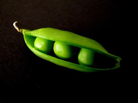 Uncovering the Mysterious Connection of Three Peas In A Pod.