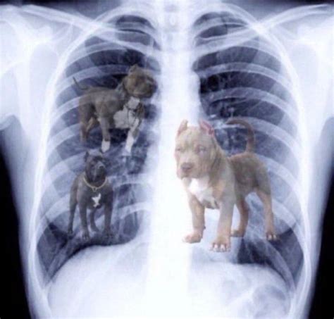 Three Dog Meme